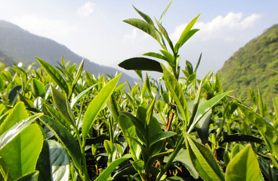 雪香茶葉代理與銷售 開啟茶香事業新篇章