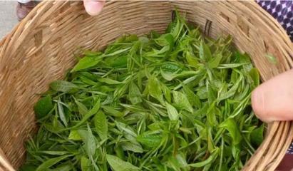 從茶臺到舞臺 30歲逆襲創業，借力煥唄成就富一代傳奇